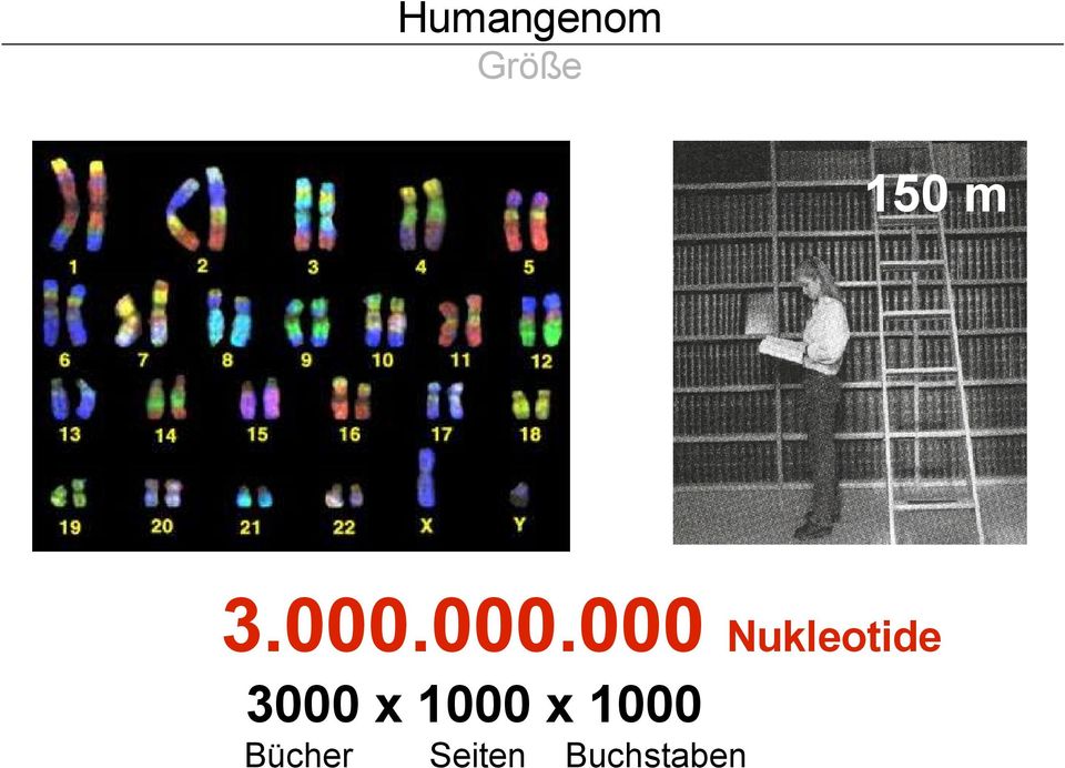 000.000 Nukleotide