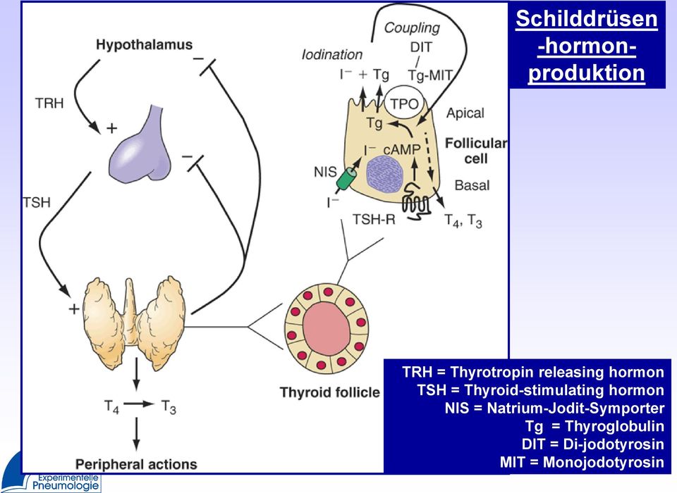 Thyroid-stimulating hormon NIS =