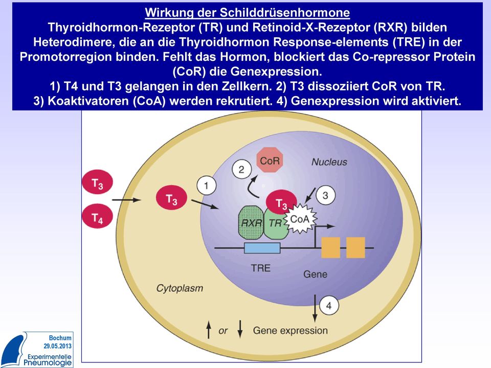 Fehlt das Hormon, blockiert das Co-repressor Protein (CoR) die Genexpression.