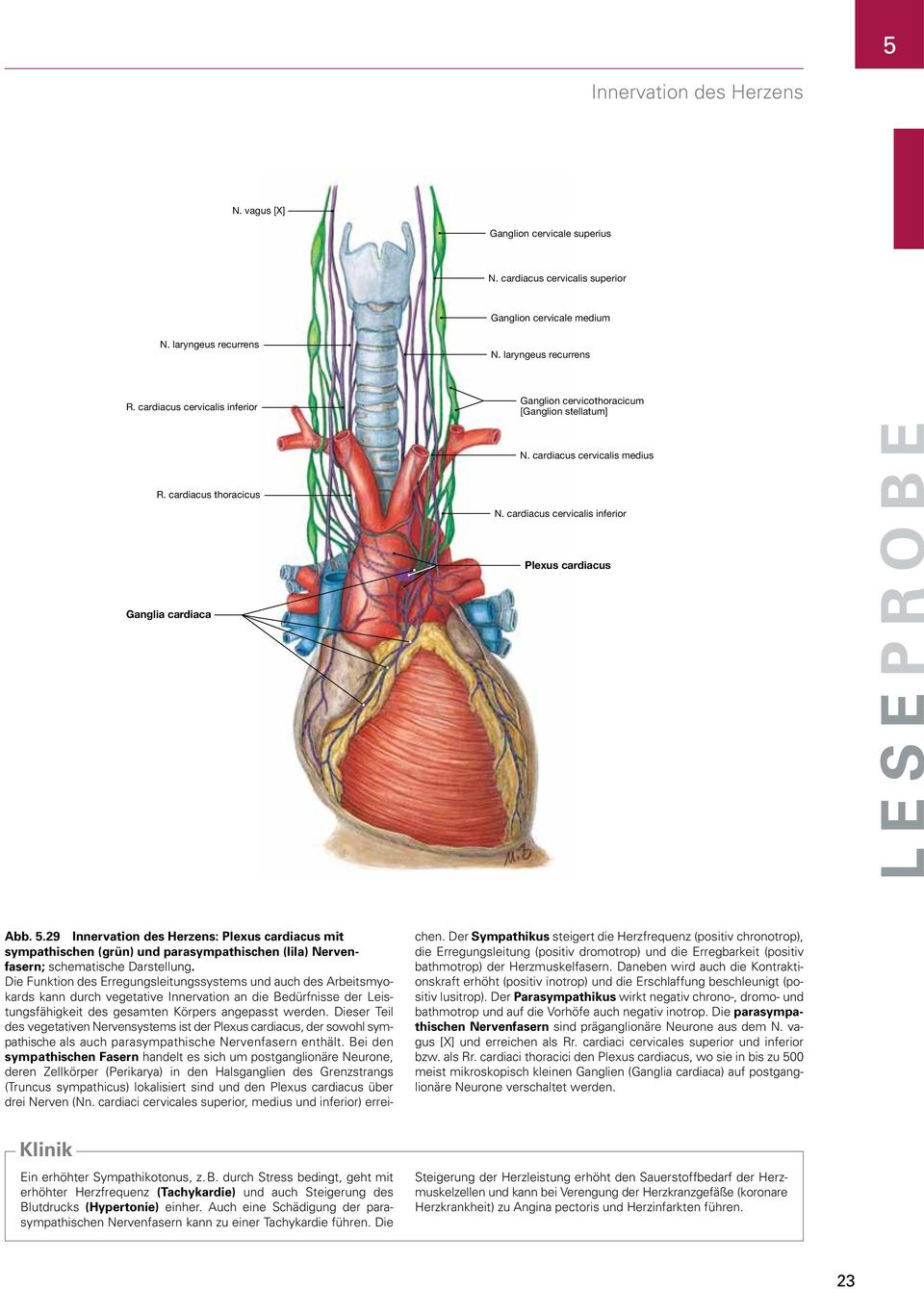 cardiacus cervicalis inferior Plexus cardiacus Ganglia cardiaca Abb. 5.