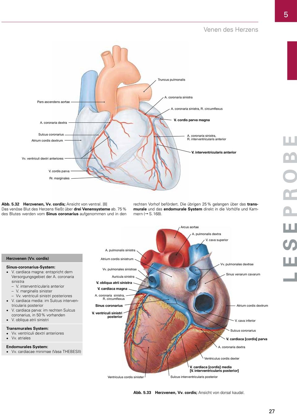 marginales Abb. 5.32 Herzvenen, Vv. cordis; Ansicht von ventral. [8] Das venöse Blut des Herzens fließt über drei Venensysteme ab.