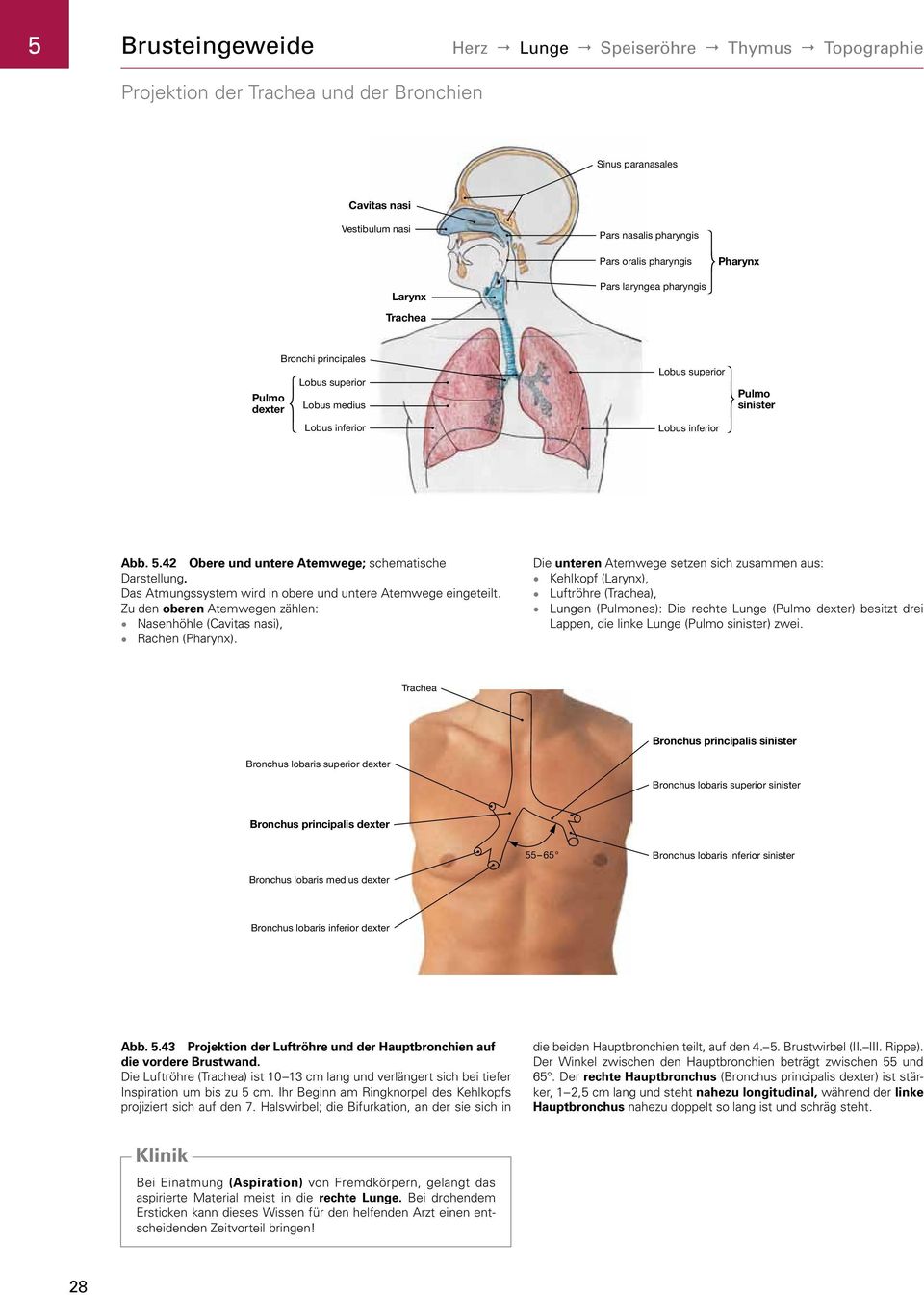 42 Obere und untere Atemwege; schematische Darstellung. Das Atmungssystem wird in obere und untere Atemwege eingeteilt. Zu den oberen Atemwegen zählen: Nasenhöhle (Cavitas nasi), Rachen (Pharynx).