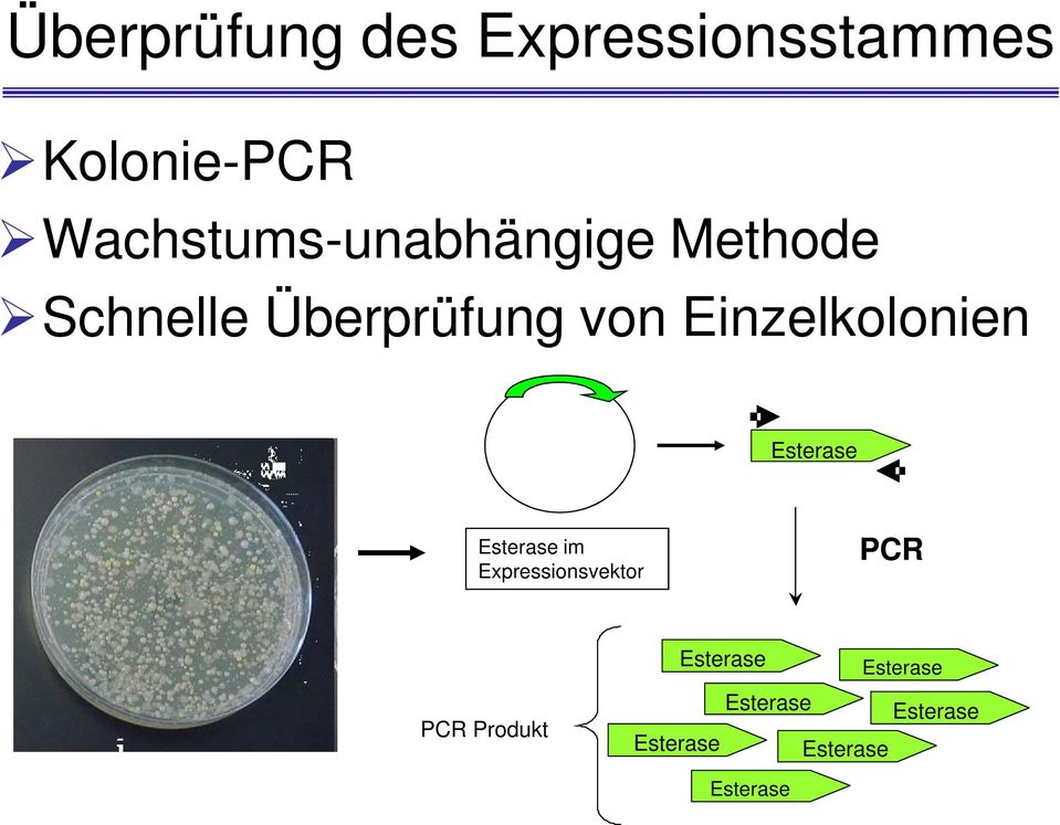 Einzelkolonien Esterase Esterase im Expressionsvektor PCR PCR