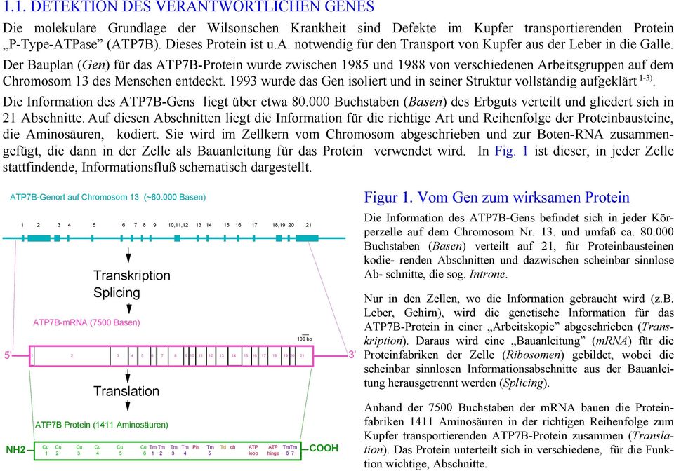 1993 wurde das Gen isoliert und in seiner Struktur vollständig aufgeklärt 1-3). Die Information des ATP7B-Gens liegt über etwa 80.