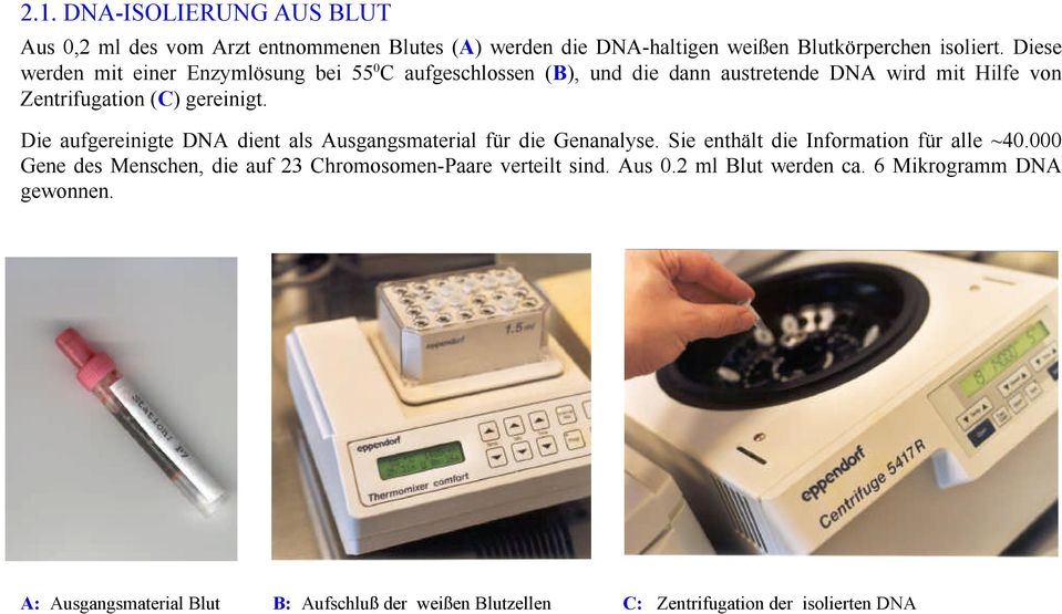 Die aufgereinigte DNA dient als Ausgangsmaterial für die Genanalyse. Sie enthält die Information für alle ~40.