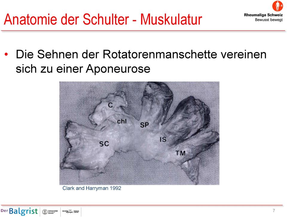 Rotatorenmanschette vereinen