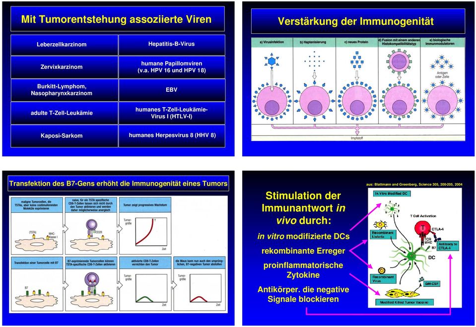 Kaposi-Sarkom humanes Herpesvirus 8 (HHV 8) Transfektion des B7-Gens erhöht die Immunogenität eines Tumors Stimulation der Immunantwort
