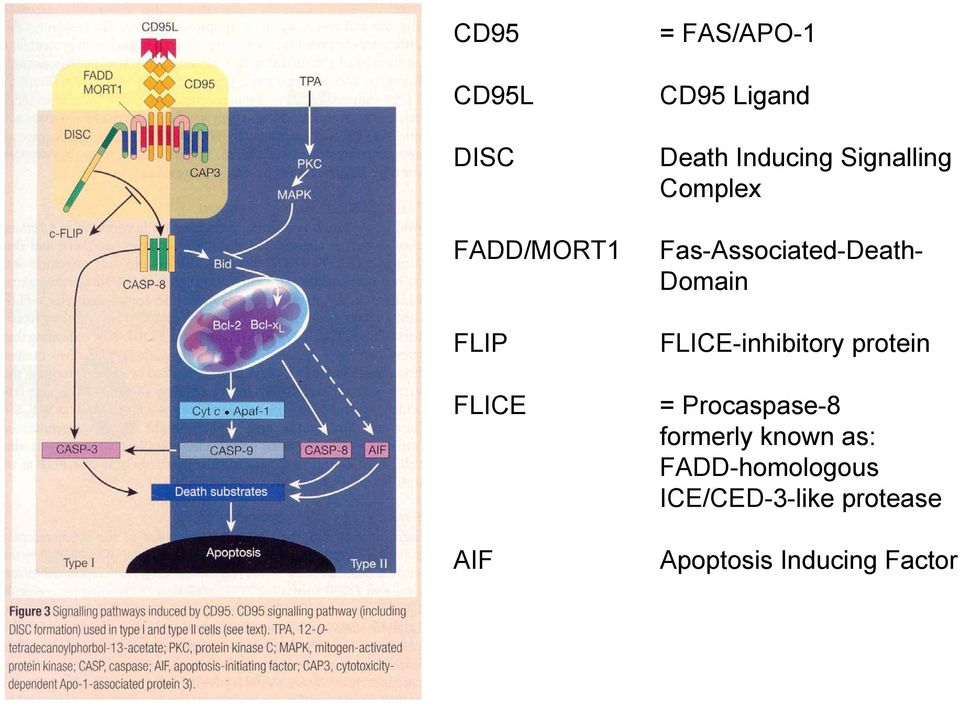 Domain FLICE-inhibitory protein = Procaspase-8 formerly known