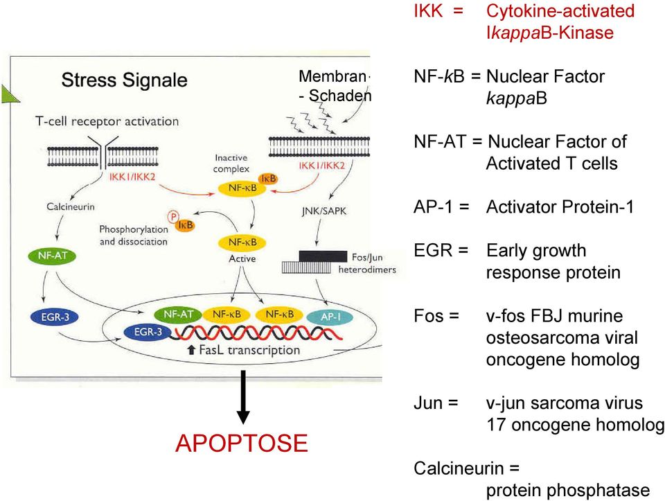 Early growth response protein Fos= v-fosfbj murine osteosarcoma viral oncogene