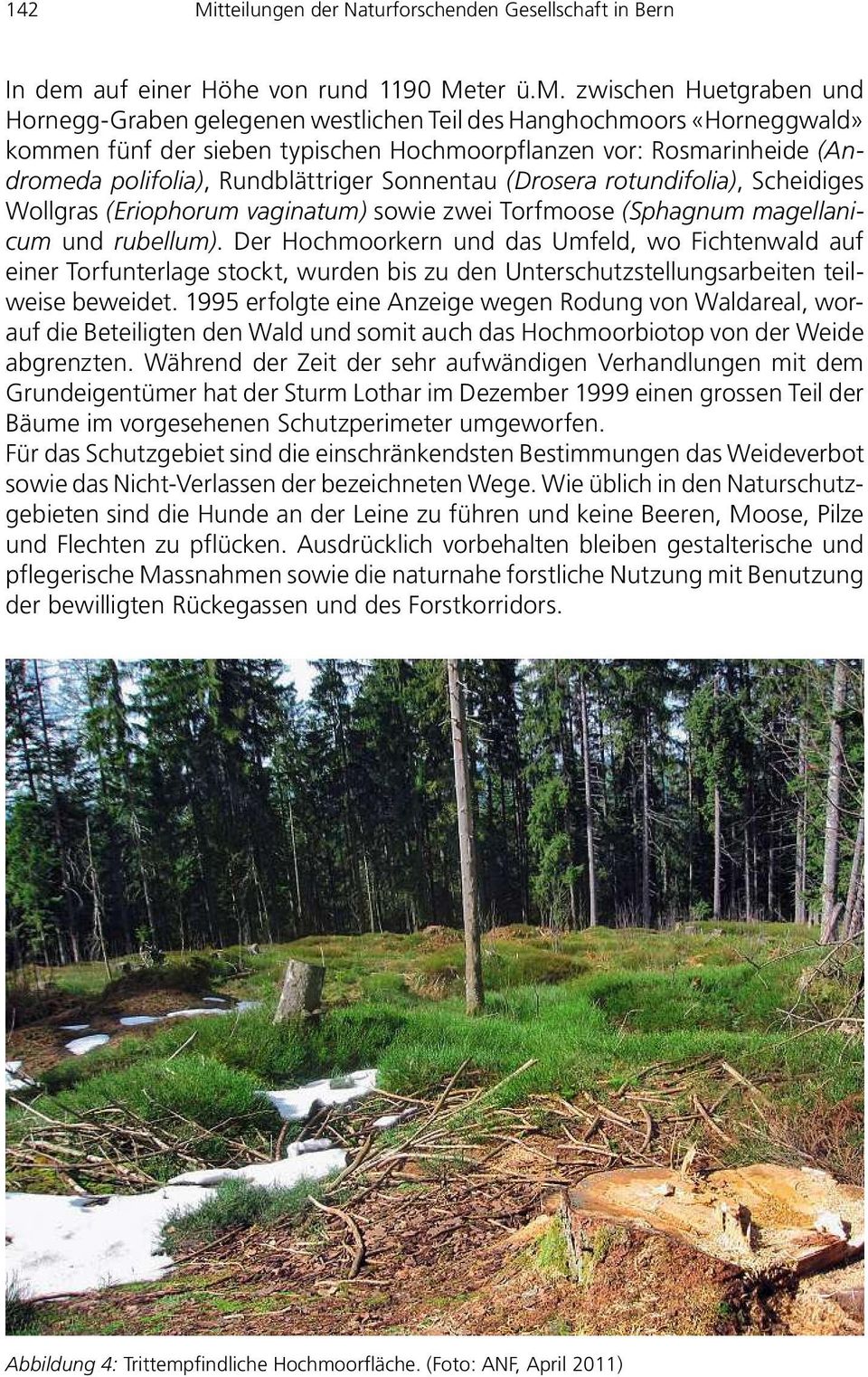 zwischen Huetgraben und Hornegg-Graben gelegenen westlichen Teil des Hanghochmoors «Horneggwald» kommen fünf der sieben typischen Hochmoorpflanzen vor: Rosmarinheide (Andromeda polifolia),