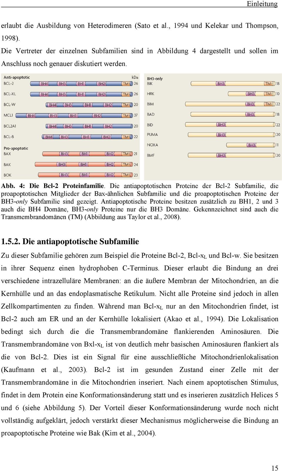 Die antiapoptotischen Proteine der Bcl-2 Subfamilie, die proapoptotischen Mitglieder der Bax-ähnlichen Subfamilie und die proapoptotischen Proteine der BH3-only Subfamilie sind gezeigt.