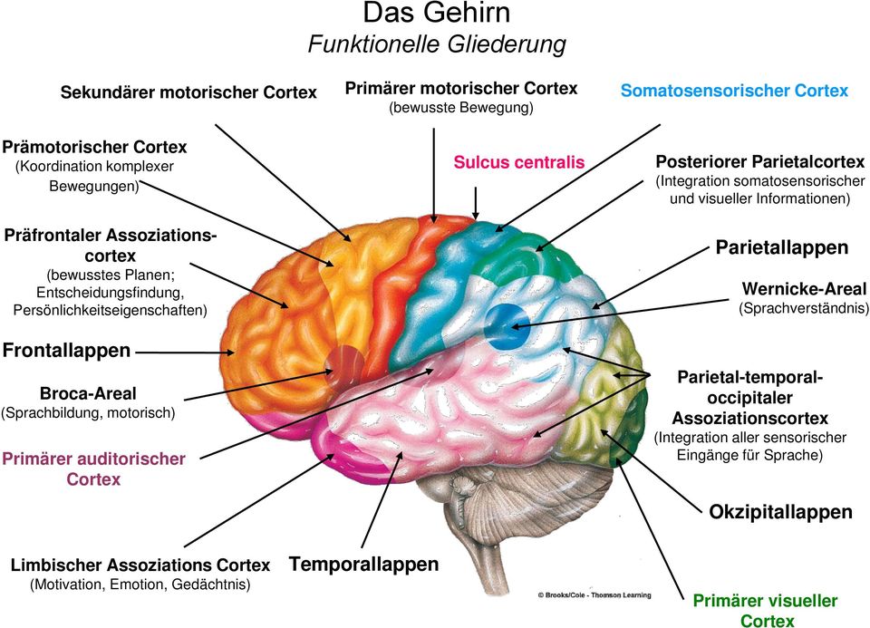 centralis Somatosensorischer Cortex Posteriorer Parietalcortex (Integration somatosensorischer und visueller Informationen) Parietallappen Wernicke-Areal (Sprachverständnis)