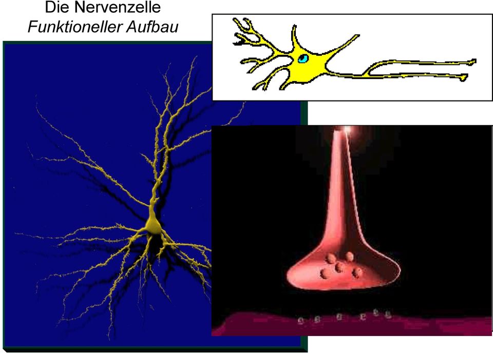 Präsynapse synaptischer