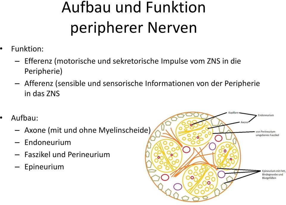 sensorische Informationen von der Peripherie in das ZNS Aufbau: Axone