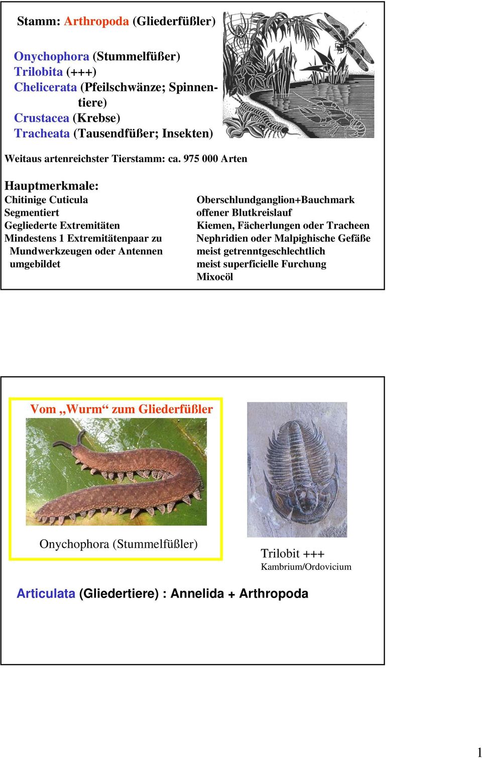 975 000 Arten Hauptmerkmale: Chitinige Cuticula Segmentiert Gegliederte Extremitäten Mindestens 1 Extremitätenpaar zu Mundwerkzeugen oder Antennen umgebildet