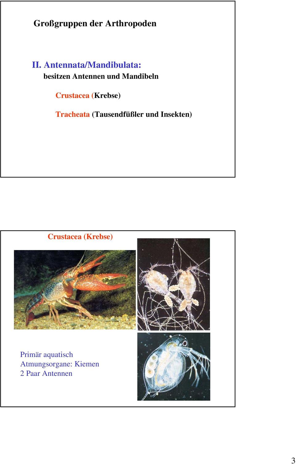 Crustacea (Krebse) Tracheata (Tausendfüßler und