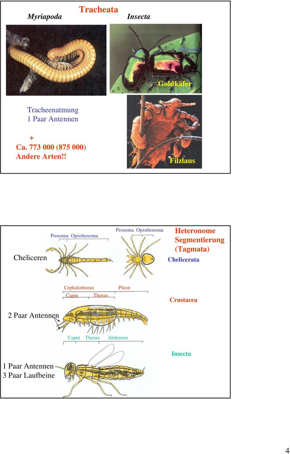 ! Filzlaus Cheliceren Prosoma Opisthosoma Prosoma Opisthosoma Heteronome