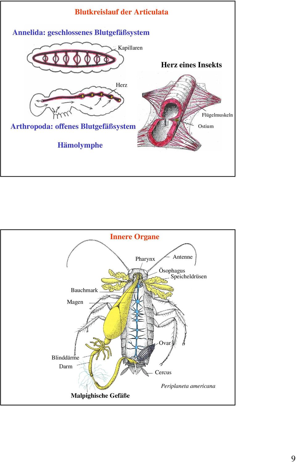 Flügelmuskeln Ostium Hämolymphe Innere Organe Pharynx Antenne Ösophagus