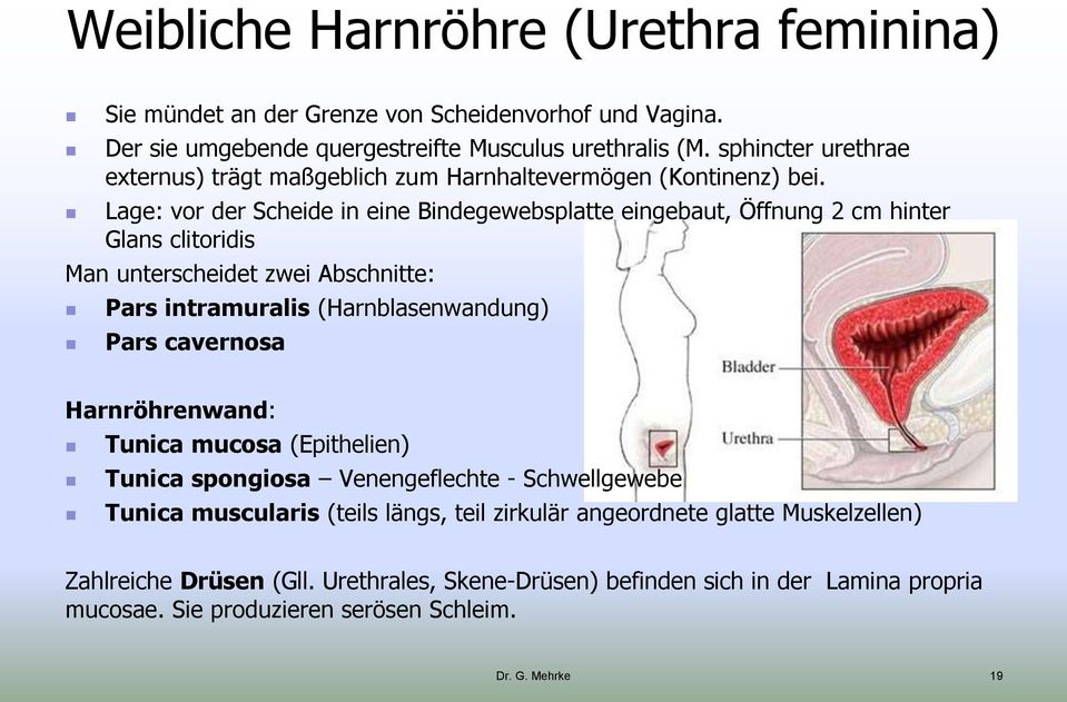 Lage: vor der Scheide in eine Bindegewebsplatte eingebaut, Öffnung 2 cm hinter Glans clitoridis Man unterscheidet zwei Abschnitte: Pars intramuralis (Harnblasenwandung) Pars cavernosa