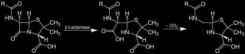 ß-Laktamasen: ESBL = Extended Spectrum beta-laktamasen Die klassischen ß-Laktamasen hydrolysieren Aminopenicilline u.