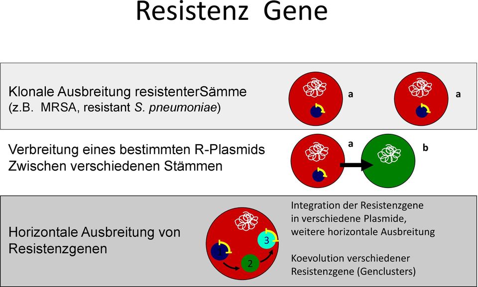 b Horizontale Ausbreitung von Resistenzgenen 1 2 3 Integration der Resistenzgene in