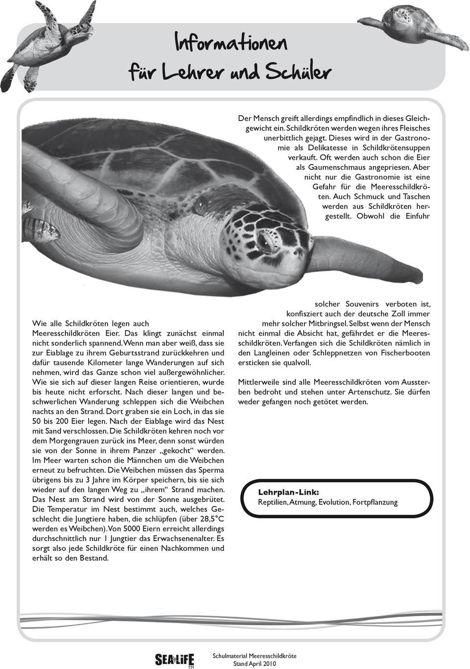 Aber nicht nur die Gastronomie ist eine Gefahr für die Meeresschildkröten. Auch Schmuck und Taschen werden aus Schildkröten hergestellt.