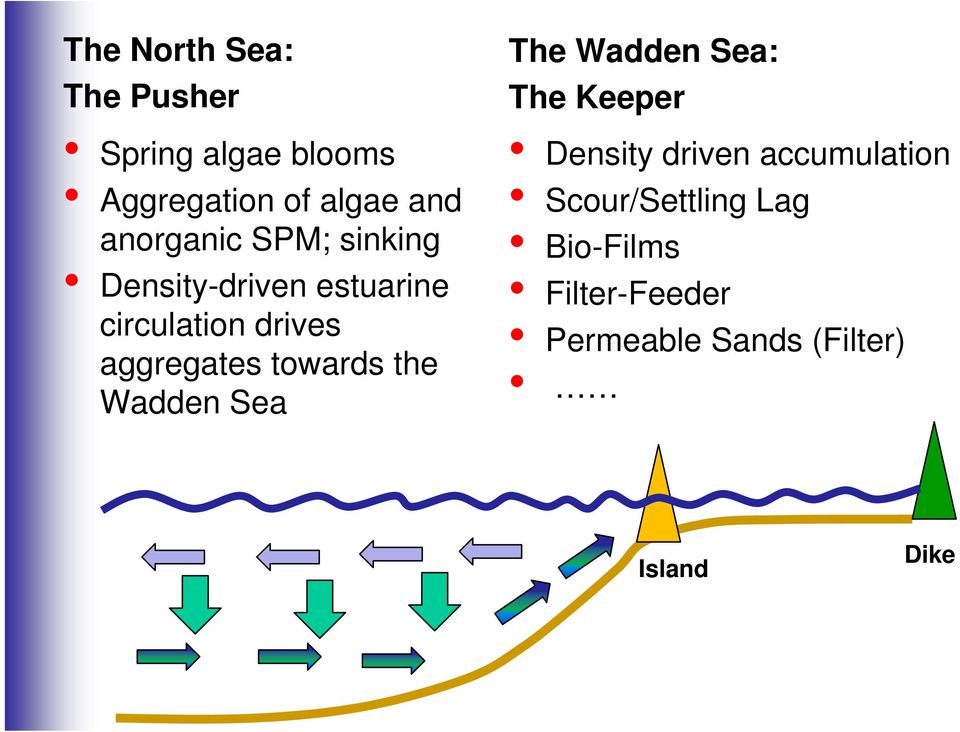 aggregates towards the Wadden Sea The Wadden Sea: The Keeper Density driven