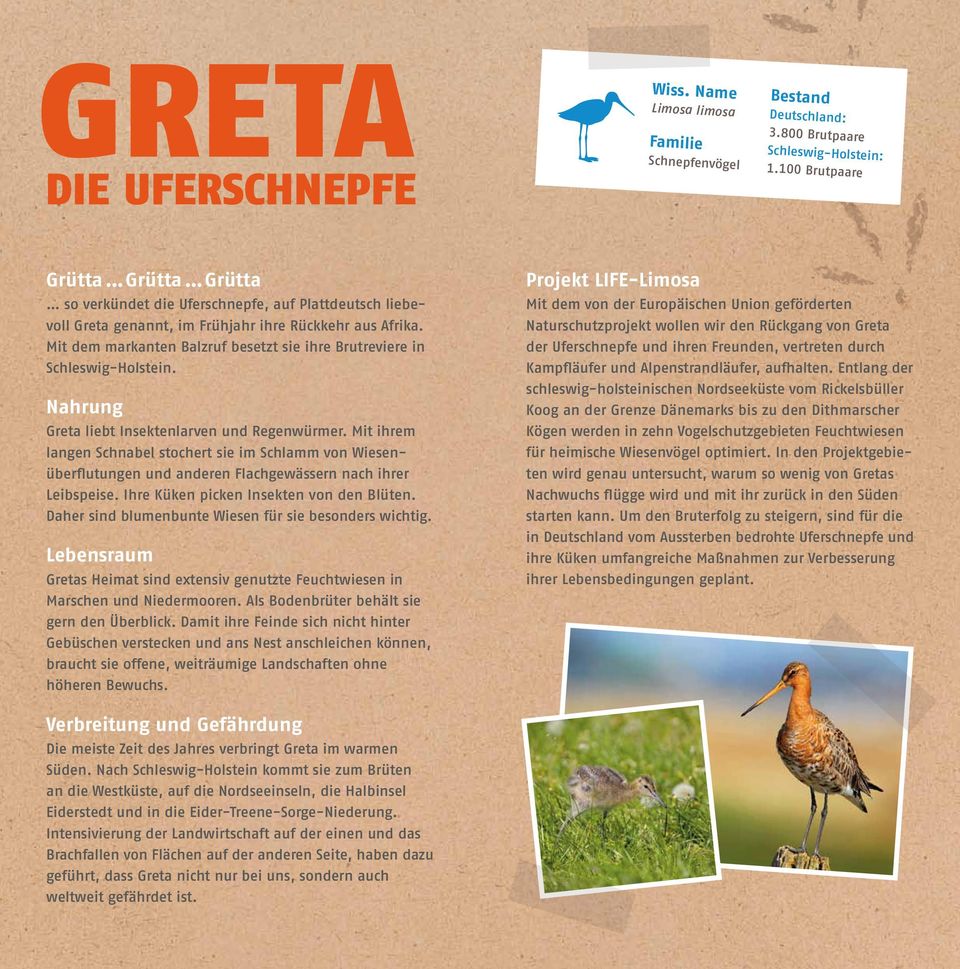 Mit dem markanten Balzruf besetzt sie ihre Brutreviere in Schleswig-Holstein. Nahrung Greta liebt Insektenlarven und Regenwürmer.