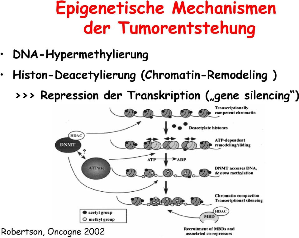 (Chromatin-Remodeling ) >>> Repression der