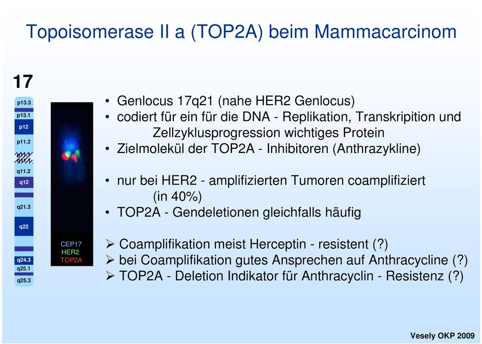 Protein Zielmolekül der TOP2A - Inhibitoren (Anthrazykline) nur bei HER2 - amplifizierten Tumoren coamplifiziert (in 40%) TOP2A - Gendeletionen