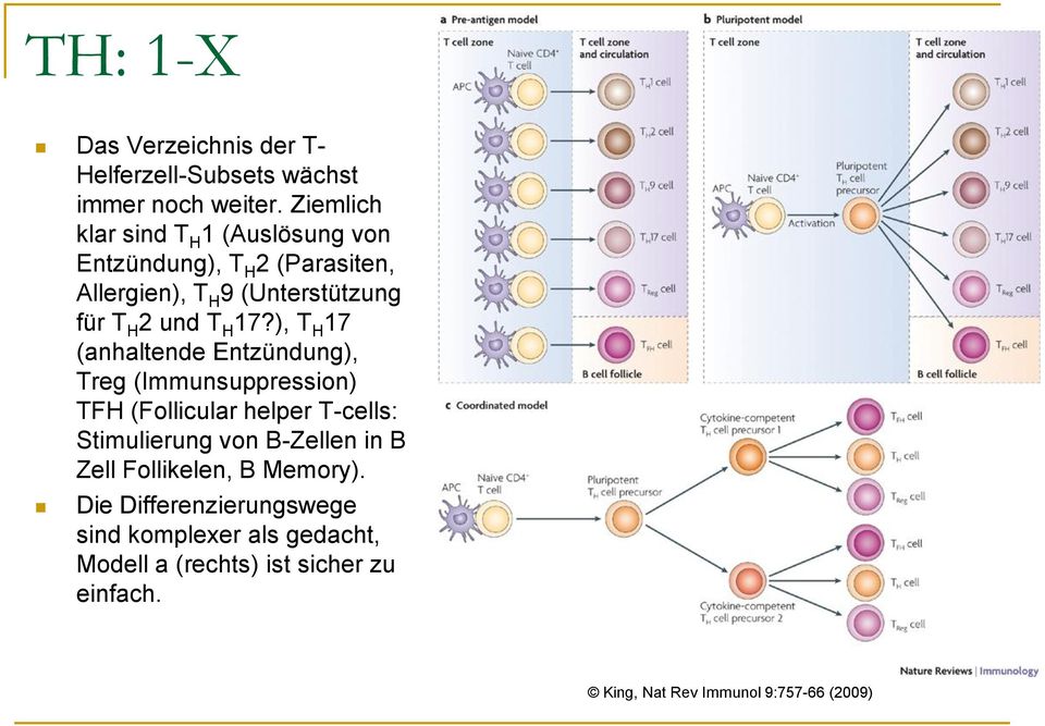 H 17?), T H 17 (anhaltende Entzündung), Treg (Immunsuppression) TFH (Follicular helper T-cells: Stimulierung von
