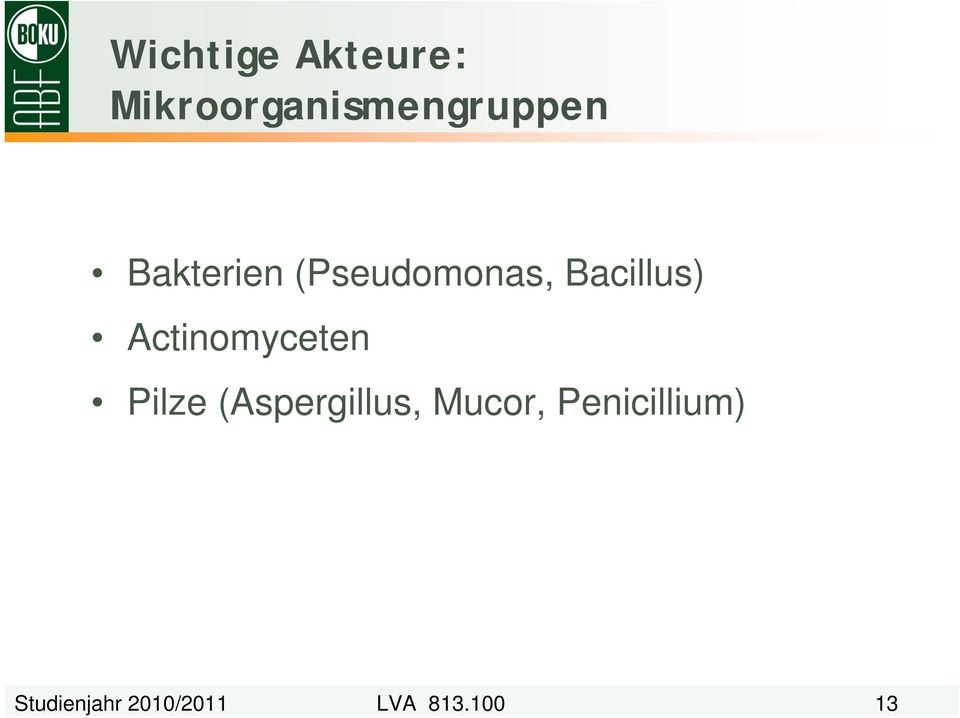 Actinomyceten Pilze (Aspergillus, Mucor,