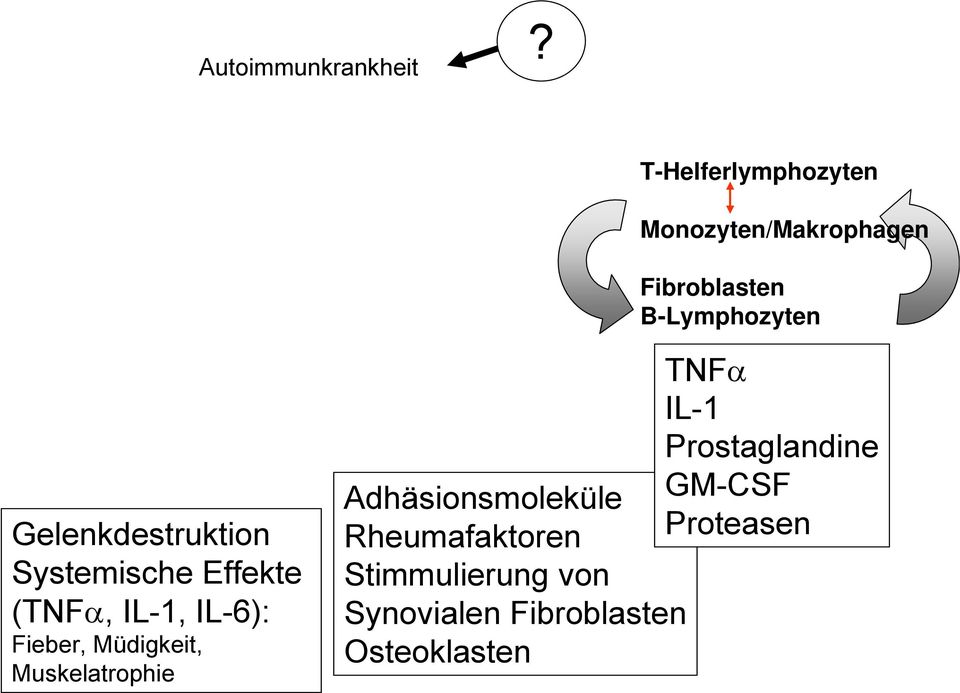 Gelenkdestruktion Systemische Effekte (TNF, IL-1, IL-6): Fieber, Müdigkeit,