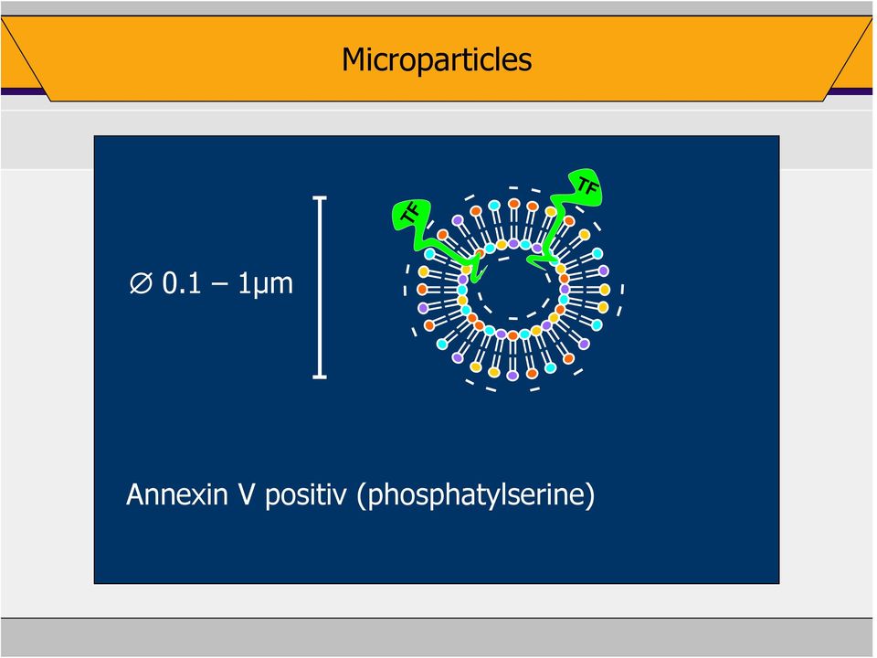 1 1μm Annexin V