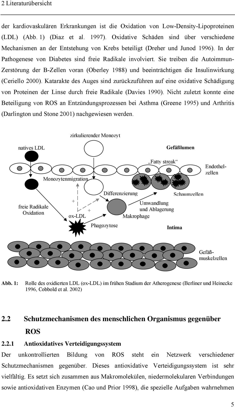 Sie treiben die Autoimmun- Zerstörung der B-Zellen voran (Oberley 1988) und beeinträchtigen die Insulinwirkung (Ceriello 2000).