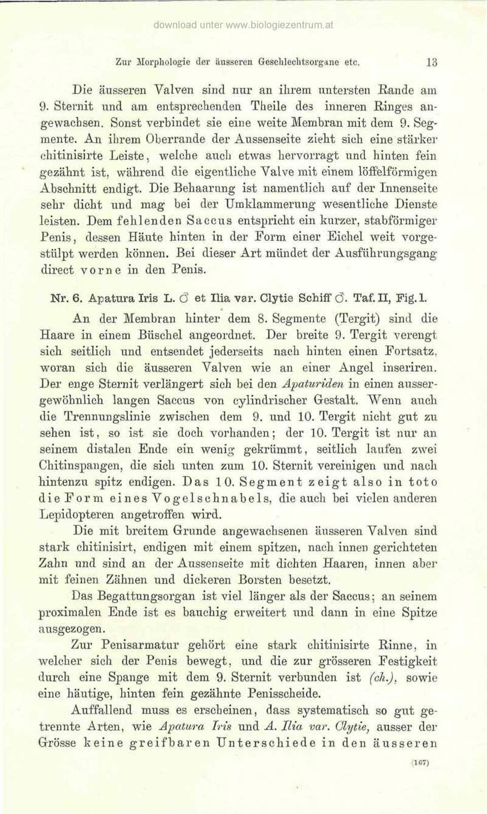 während die eigentliche Valve mit einem löffeiförmigen Abschnitt endigt. Die Behaarung ist namentlich auf der Innenseite sehr dicht und mag bei der Umklammerung wesentliche Dienste leisten.