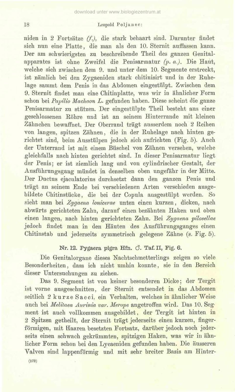 Segmente erstreckt, ist nämlich bei den Zygaeniden stark chitinisirt und in der Ruhelage sammt dem Penis in das Abdomen eingestülpt. Zwischen dem 9.