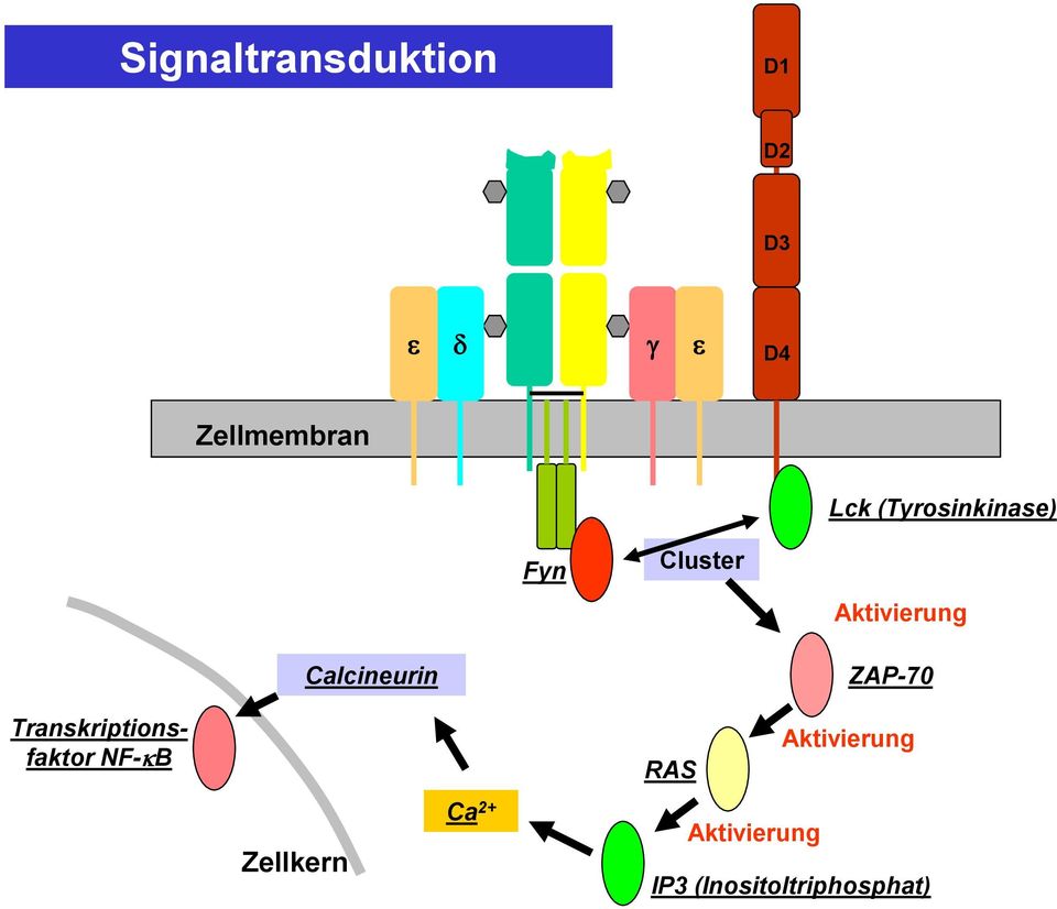 Calcineurin ZAP-70 Transkriptionsfaktor NF- B RAS