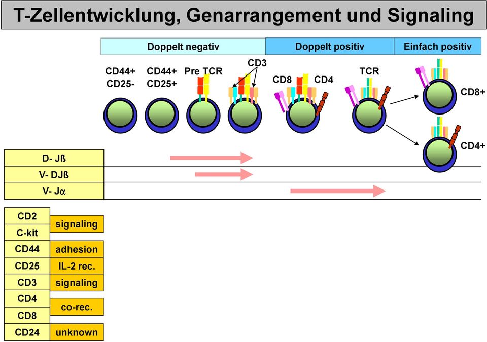 TCR CD3 CD8 CD4 TCR CD8+ D- Jß V- DJß V- Ja CD4+ CD2 C-kit CD44