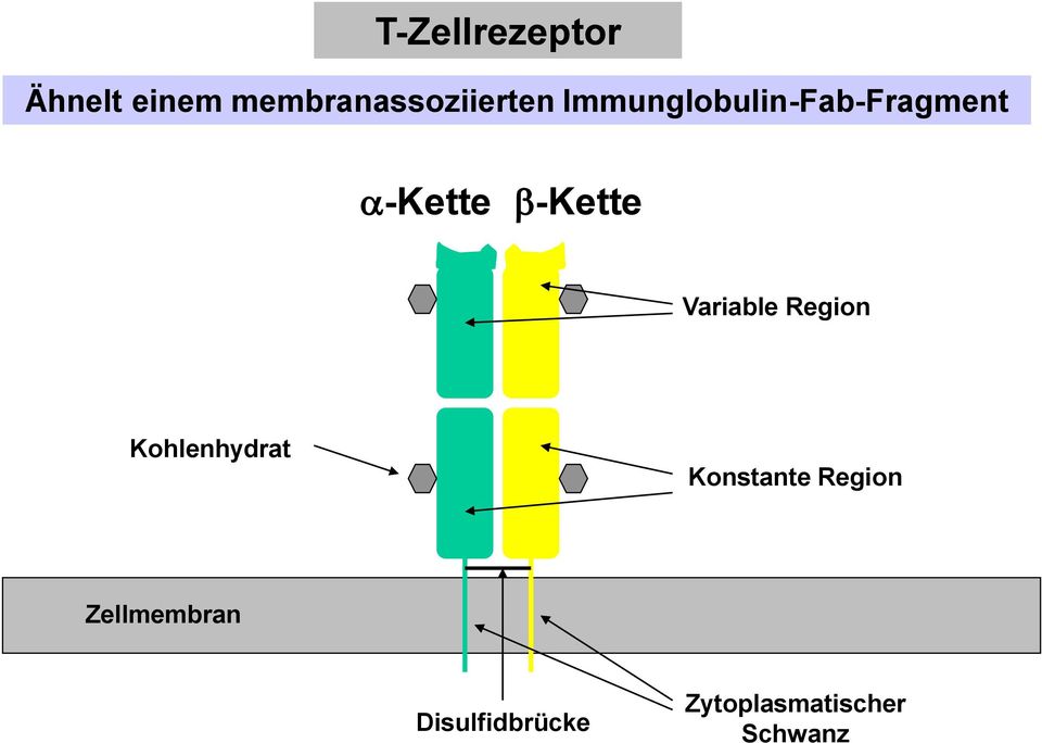 Variable Region Kohlenhydrat Konstante Region