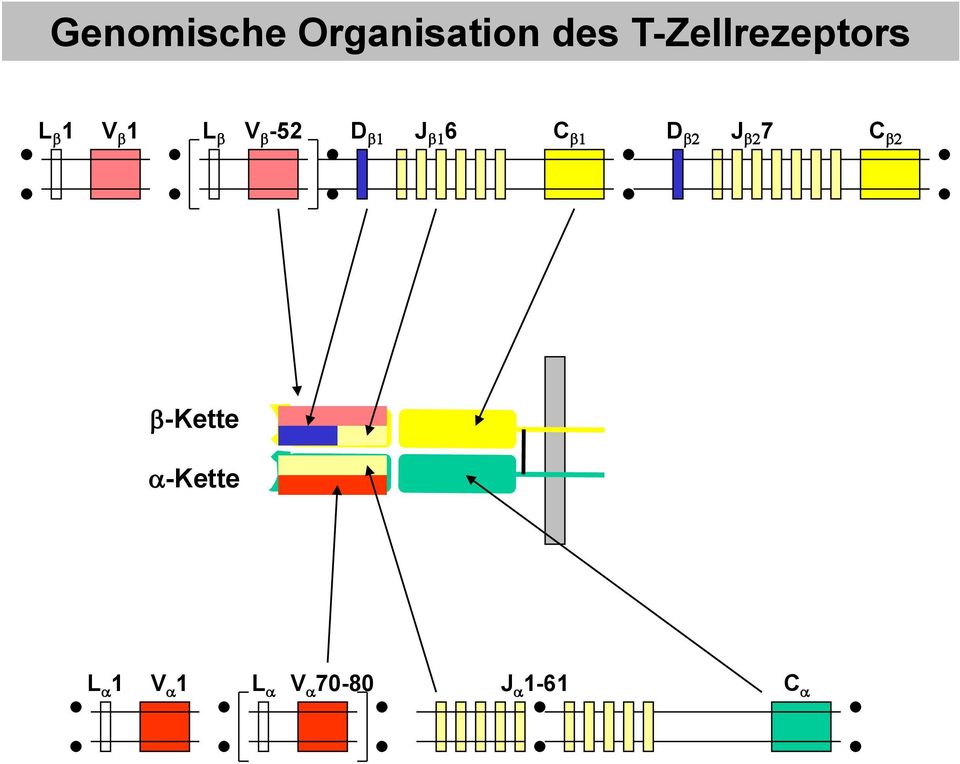 -52 D b1 J b1 6 C b1 D b2 J b2 7 C b2