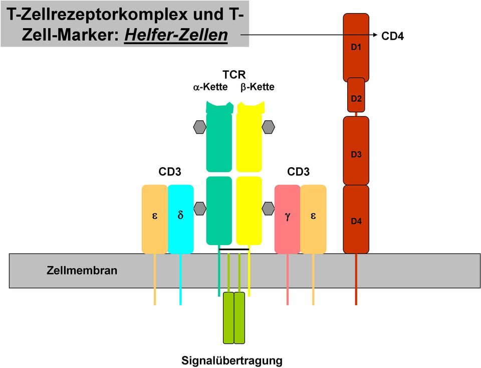TCR a-kette b-kette D2 D3 CD3 CD3