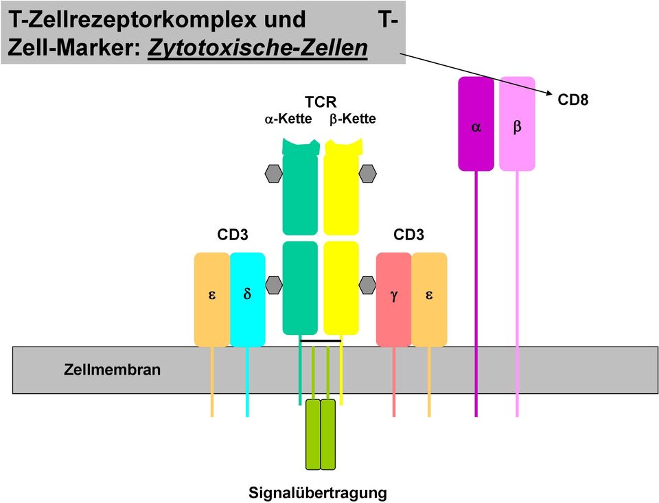 TCR a-kette b-kette a b CD8 CD3