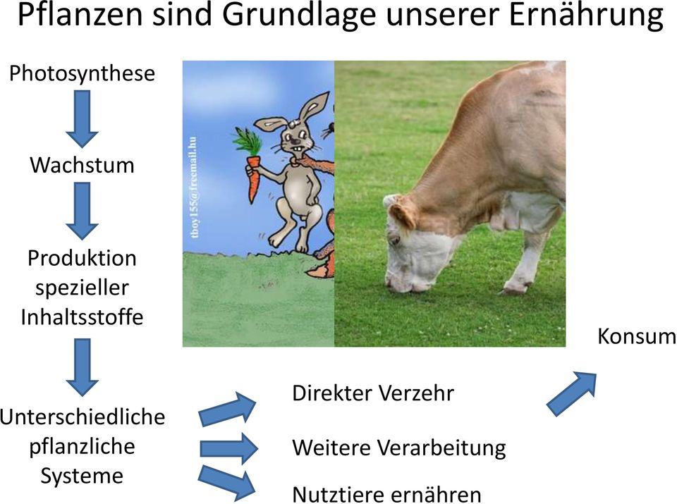 Inhaltsstoffe Konsum Unterschiedliche pflanzliche