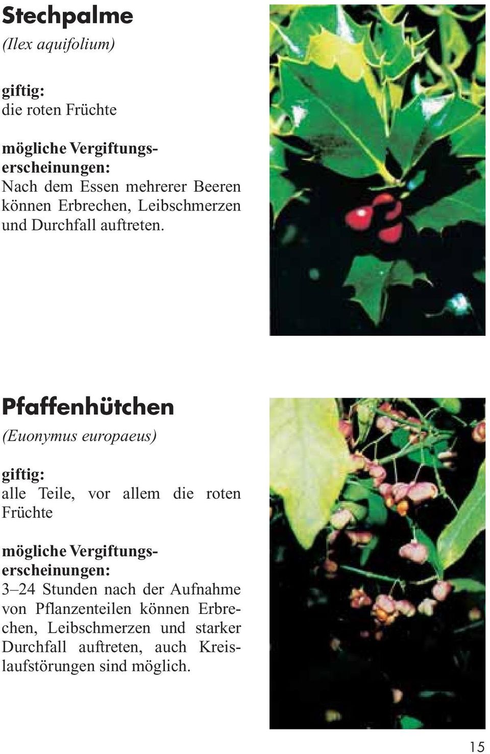 Pfaffenhütchen (Euonymus europaeus) alle Teile, vor allem die roten Früchte 3 24 Stunden