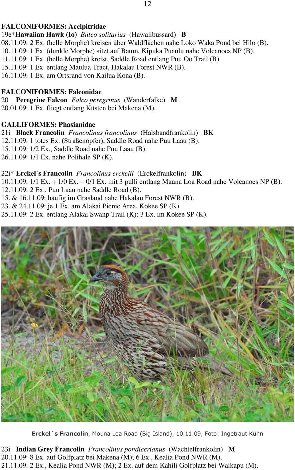 16.11.09: 1 Ex. am Ortsrand von Kailua Kona (B). FALCONIFORMES: Falconidae 20 Peregrine Falcon Falco peregrinus (Wanderfalke) M 20.01.09: 1 Ex. fliegt entlang Küsten bei Makena (M).