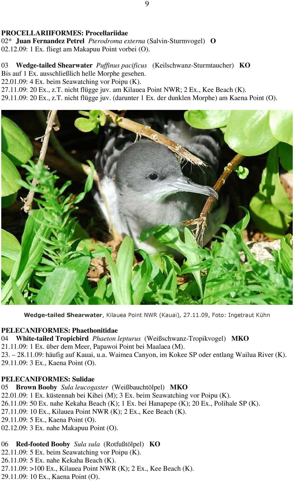am Kilauea Point NWR; 2 Ex., Kee Beach (K). 29.11.09: 20 Ex., z.t. nicht flügge juv. (darunter 1 Ex. der dunklen Morphe) am Kaena Point (O). Wedge-tailed Shearwater, Kilauea Point NWR (Kauai), 27.11.09, Foto: Ingetraut Kühn PELECANIFORMES: Phaethonitidae 04 White-tailed Tropicbird Phaeton lepturus (Weißschwanz-Tropikvogel) MKO 21.