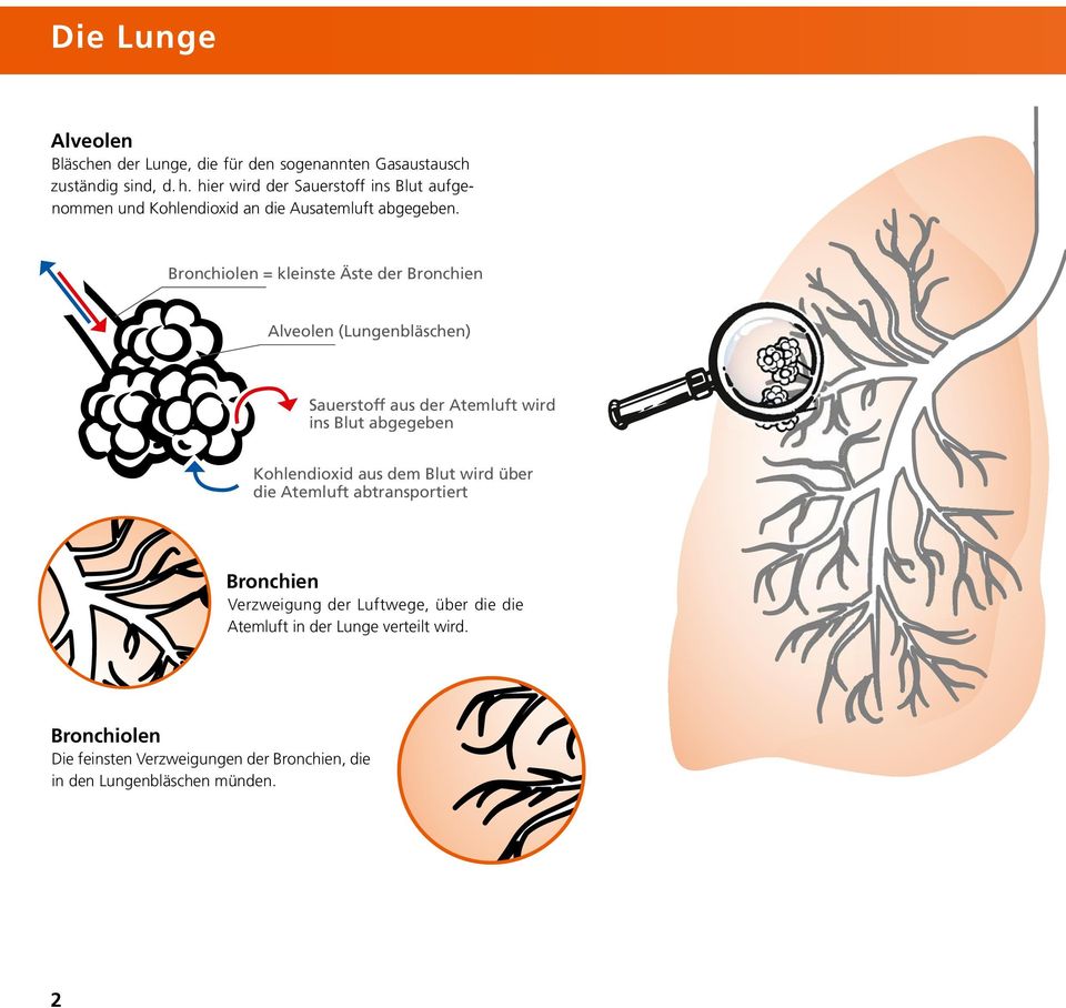 Bronchiolen = kleinste Äste der Bronchien Alveolen (Lungenbläschen) Sauerstoff aus der Atemluft wird ins Blut abgegeben Kohlendioxid aus