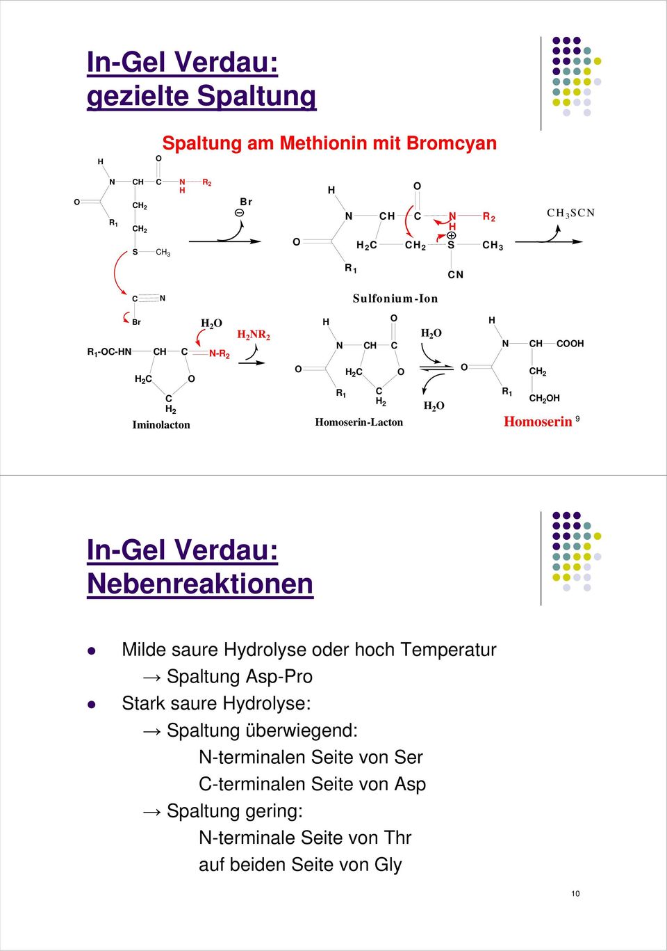Homoserin-Lacton H 2 O O CH 2 R 1 CH 2 OH Homoserin 9 In-Gel Verdau: Nebenreaktionen Milde saure Hydrolyse oder hoch Temperatur Spaltung Asp-Pro Stark