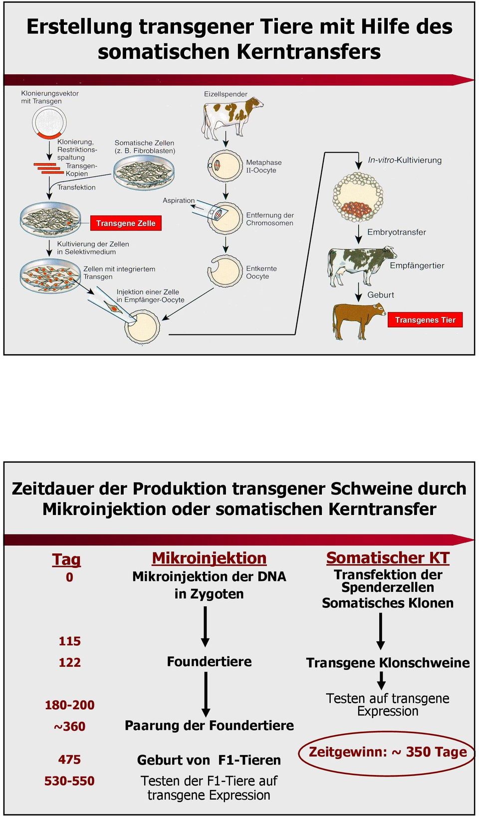 in Zygoten Transfektion der Spenderzellen Somatisches Klonen Foundertiere Transgene Klonschweine 115 122 Testen auf transgene